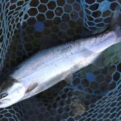 久しぶりの３０匹超え ～天竜川ルアーフライ専用区～